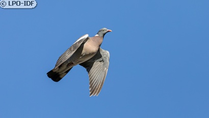 Pigeon ramier