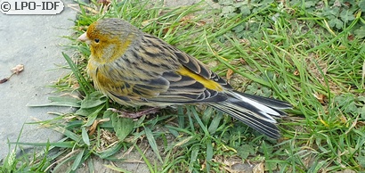 Serin des Canaries