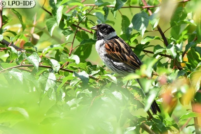 Bruant des roseaux
