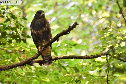 Buse variable