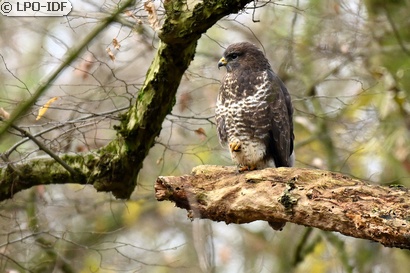 Buse variable