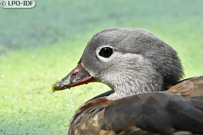 Canard mandarin