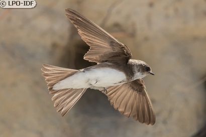 Hirondelle de rivage