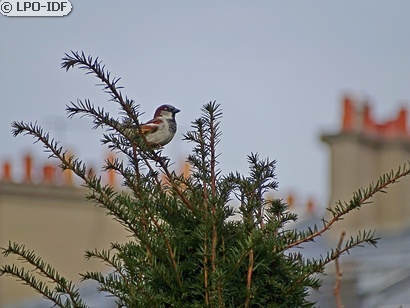 Moineau domestique