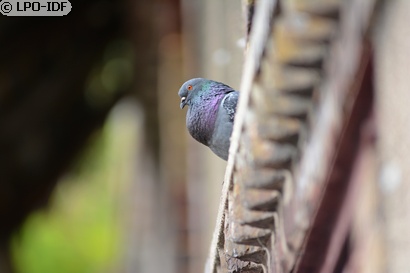 Pigeon biset
