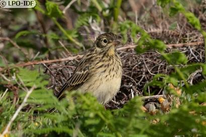 Pipit farlouse