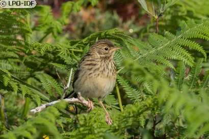 Pipit farlouse