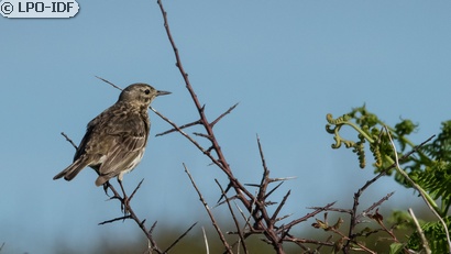 Pipit maritime
