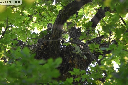Buse variable