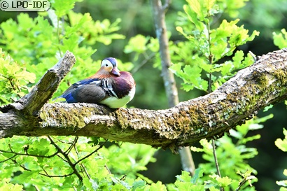 Canard mandarin