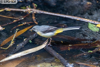 Bergeronnette des ruisseaux