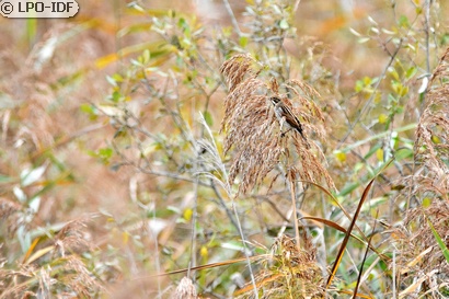 Bruant des roseaux