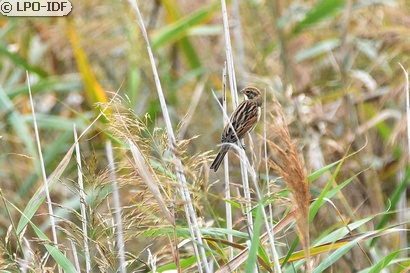 Bruant des roseaux