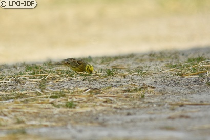 Bruant jaune