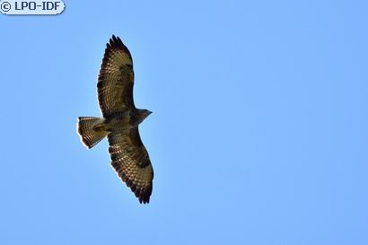 Buse variable
