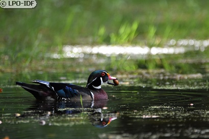 Canard carolin