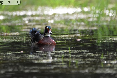 Canard carolin