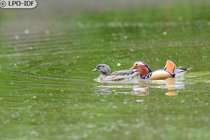Canard mandarin