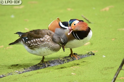 Canard mandarin