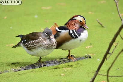 Canard mandarin