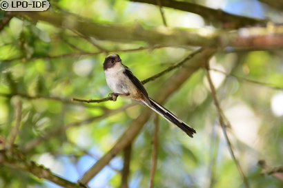 Mésange à longue queue