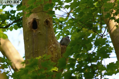 Pigeon colombin