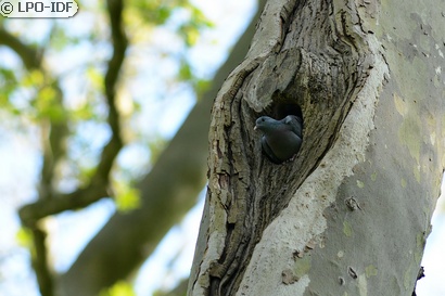 Pigeon colombin