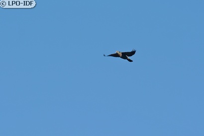 Pigeon colombin