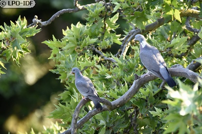 Pigeon colombin