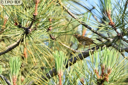 Pipit des arbres