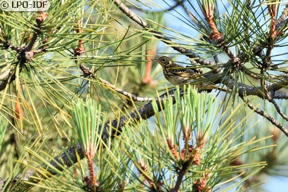 Pipit des arbres