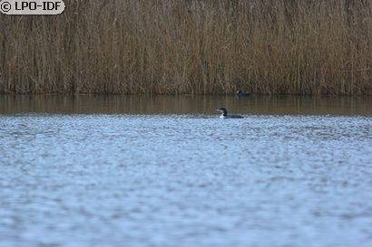 Plongeon imbrin