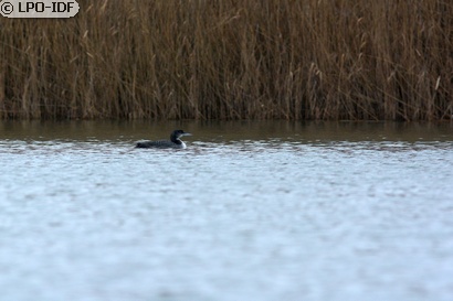 Plongeon imbrin