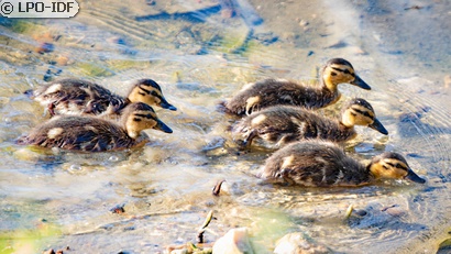 Canard colvert