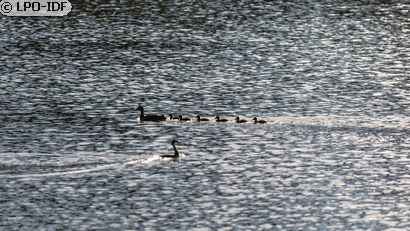 Canard colvert
