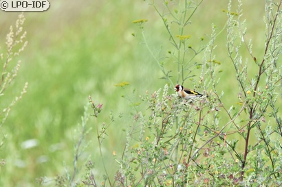 Chardonneret élégant