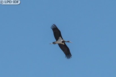 Cigogne noire