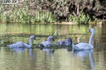 Cygne tuberculé