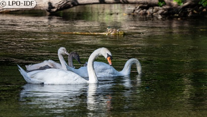 Cygne tuberculé