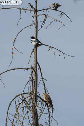 Faucon crécerelle