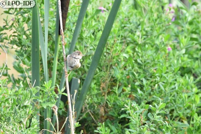 Fauvette grisette