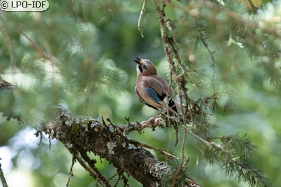 Geai des chênes