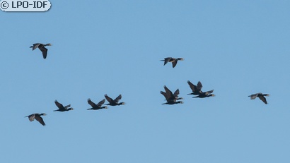 Grand Cormoran