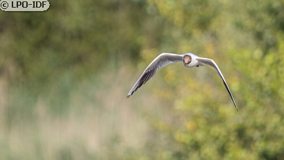 Mouette rieuse