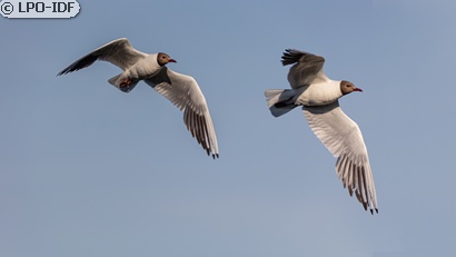 Mouette rieuse