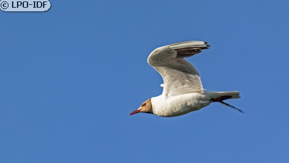 Mouette rieuse