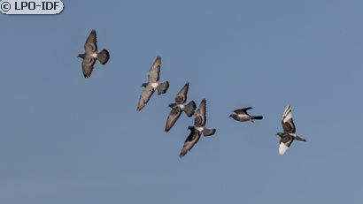 Pigeon biset