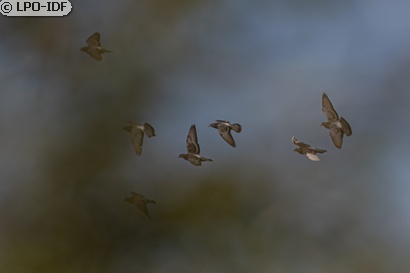 Pigeon biset