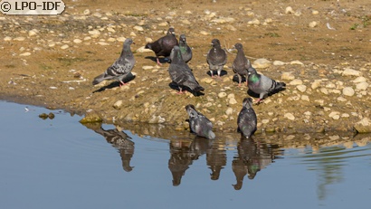 Pigeon biset