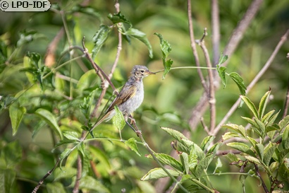 Pouillot de Bonelli